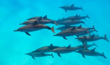 Spinner dolphins scene from above clipart