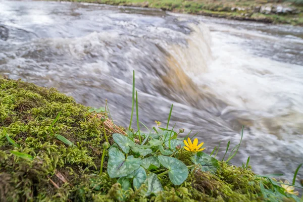 Lesser celandine flower by waterfall — Stock Photo, Image