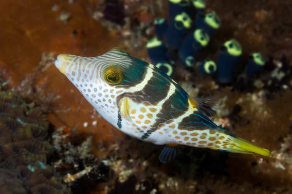 Pesce Toby dalla sella nera — Foto Stock