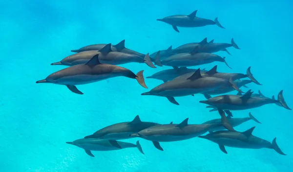 Spinner dolphins scene from above — Stock Photo, Image