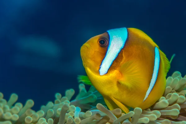 红海 anemonefish — 图库照片