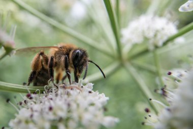 Umbellifer üzerinde besleme bal arısı