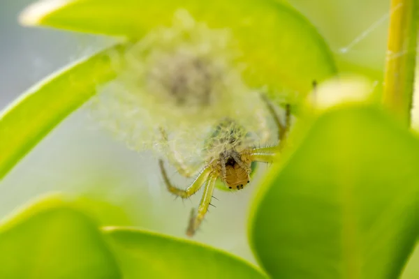 Weibliche Spinnennetzspinnen nisten — Stockfoto