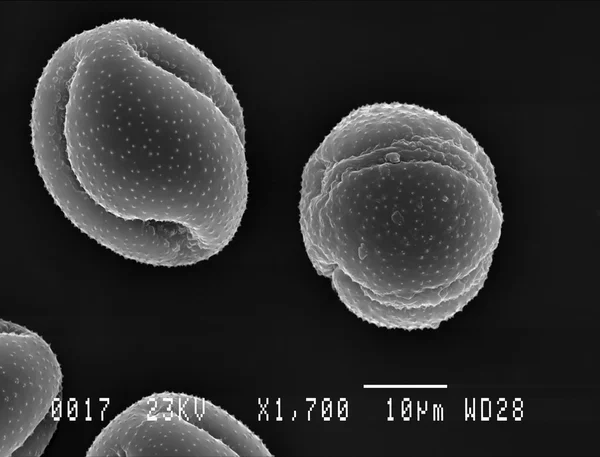 Две меньшие частицы келандинской пыльцы — стоковое фото