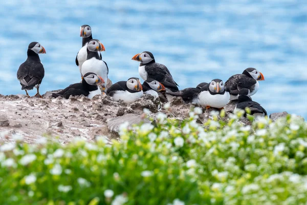 Um grupo de puffins nas Ilhas Farne — Fotografia de Stock