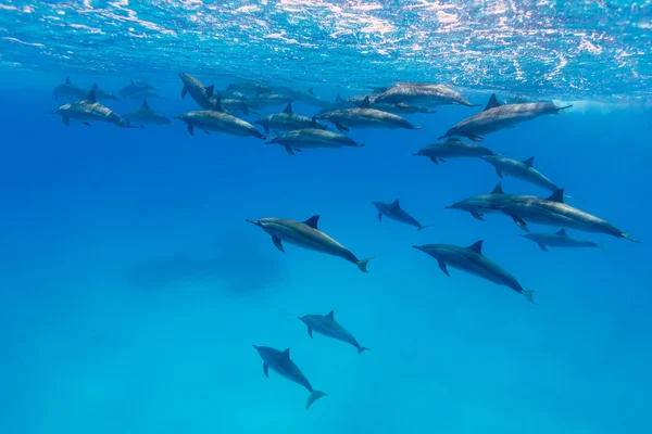 Spinner dolfijn pod — Stockfoto