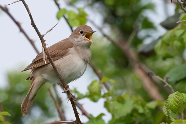 Αηδόνι τραγουδώντας σε Pulborough brooks Rspb αποθεματικό — Φωτογραφία Αρχείου