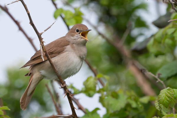 Nightingale singing at Pulborough brooks RSPB reserve