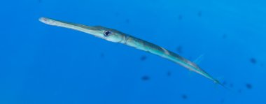 Düzgün cornetfish Yüzme
