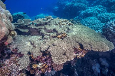 Kızıl Deniz 'deki masa mercanı
