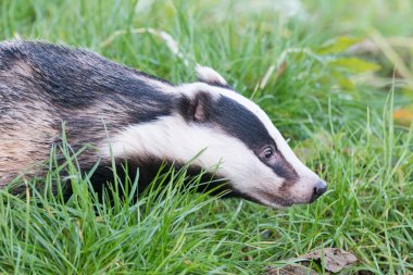 A captive badger in the British Wildlife Centre clipart