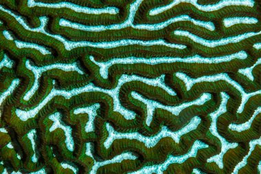 Brain Coral texture clipart