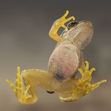 A common frog taken from below through glass clipart