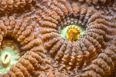 Favia favus mercan yakın çekim
