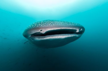 Galapagos bir balina köpekbalığı yaklaşımlar