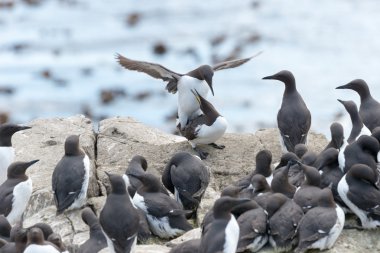 A pair of guillemots (Uria aalge) mating