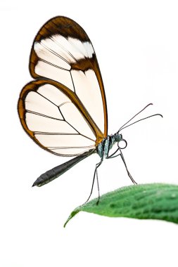 İzole Glasswing kelebek