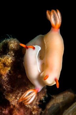 (Hypselodoris bullocki). İki nudibranchs çiftleme. 