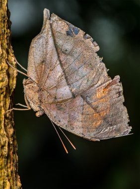 Hint leafwing kelebek
