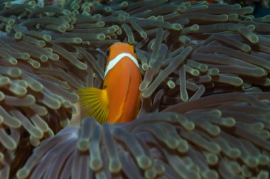Muhteşem bir deniz anemone Maldivler Anenomefish