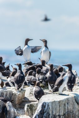 İki guillemots dışarı kalabalıktan ayakta