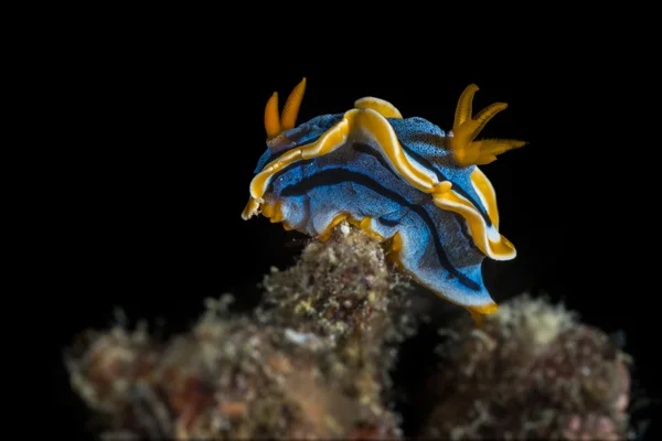 Anna Chromodoris, izolovaná na černém pozadí — Stock fotografie