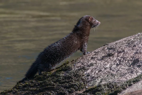 American mink on the river Usk — Stock Photo, Image