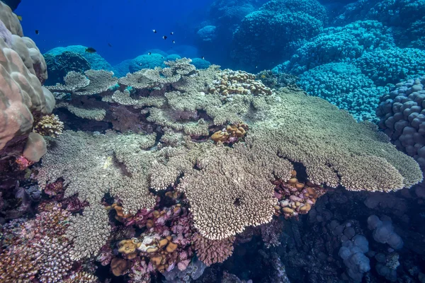 Kızıl Deniz 'deki masa mercanı