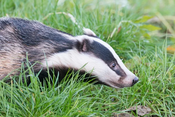 A captive badger in the British Wildlife Centre — Stock Photo, Image
