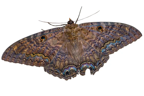 Polilla bruja negra sobre fondo blanco —  Fotos de Stock