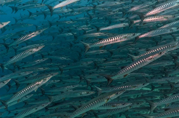 Shoal de barracuda blackfin no Mar Vermelho . — Fotografia de Stock