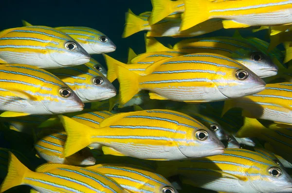 Maldivler bluestripe balığı bir balık