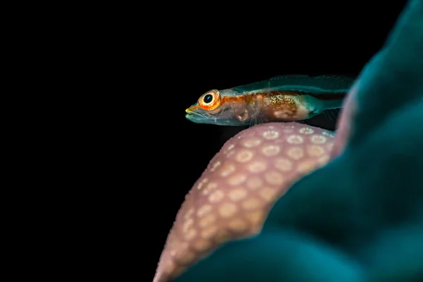 Közös ghostgoby, porites Coral — Stock Fotó