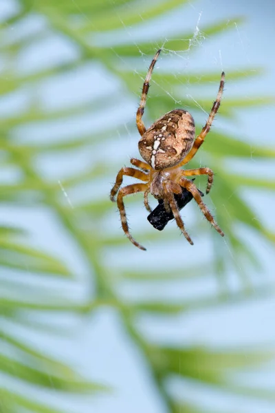 European garden spider — Stock Photo, Image