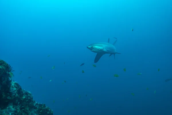 Твердіша акула в профілі, що показує надзвичайно довгий хвіст — стокове фото