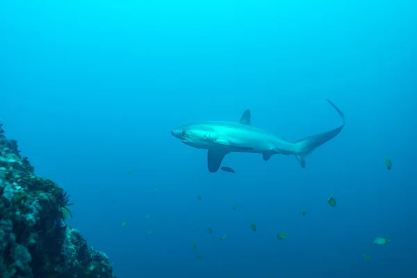 Tiburón trillador de perfil, mostrando cola extremadamente larga — Foto de Stock