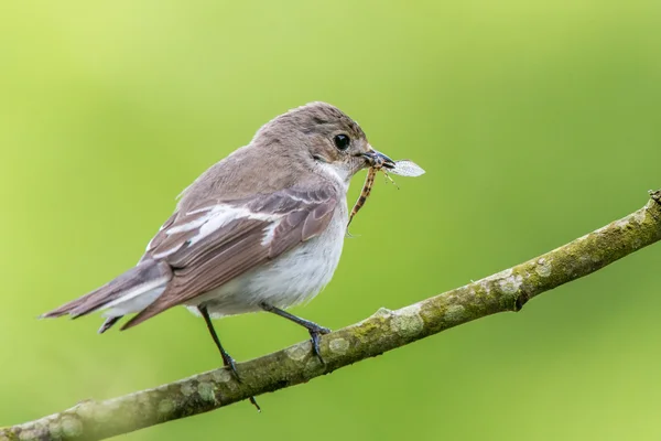 Female pied flycatcher with mayfly — Stock Photo, Image