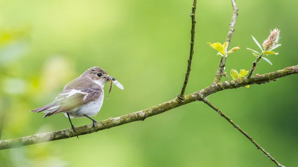 Uma fêmea flycatcher pied poleiro com uma pedra em seu bico . — Fotografia de Stock