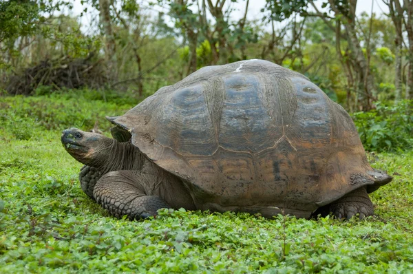 Galapagos dev kaplumbağası. — Stok fotoğraf