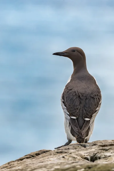 Pojedynczego urządzenia guillemot w profilu — Zdjęcie stockowe