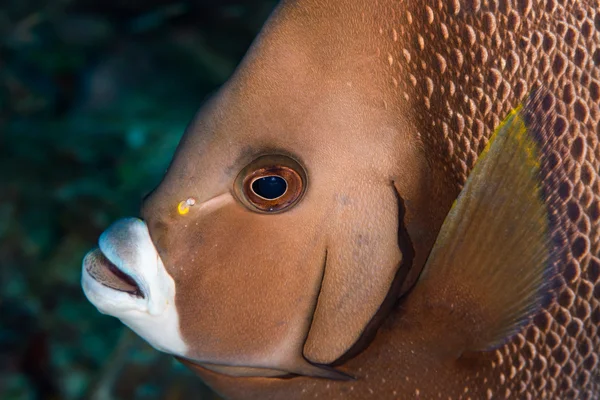 Close-up of grey angelfish head — Stock Photo, Image