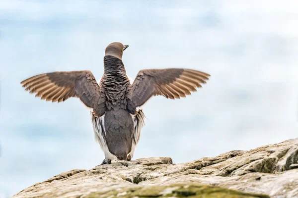 Μια ενιαία guillemot στο προφίλ — Φωτογραφία Αρχείου