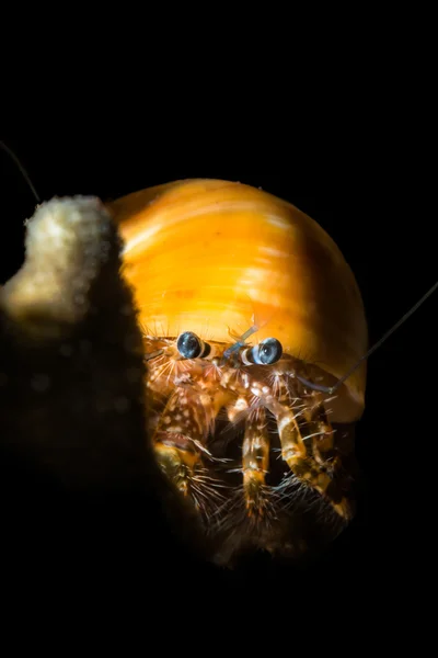 Hairy hermit crab looking out from behind some coral — Stock Photo, Image