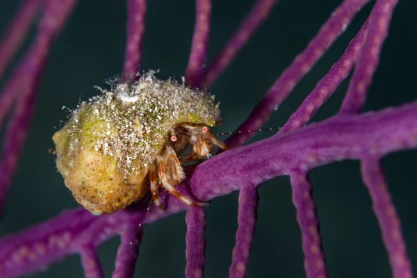 Rak poustevníček lpění na fialovou gorgonian — Stock fotografie