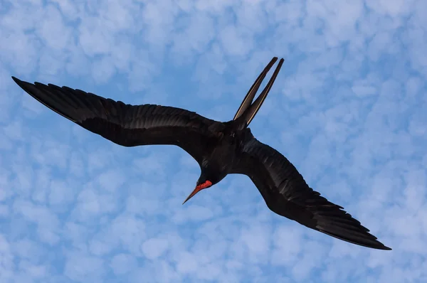 Magnifico uccello fregata in volo — Foto Stock