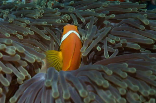 Maldivas Anenomefish em uma magnífica anêmona do mar — Fotografia de Stock