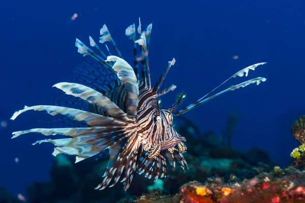 Lionfish Bahamalar