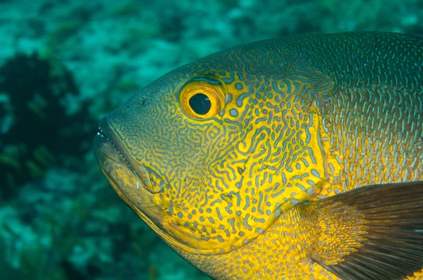 Ritratto di un dentice di mezzanotte alle Maldive — Foto Stock