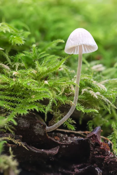 小小蘑菇包围苔藓 — 图库照片