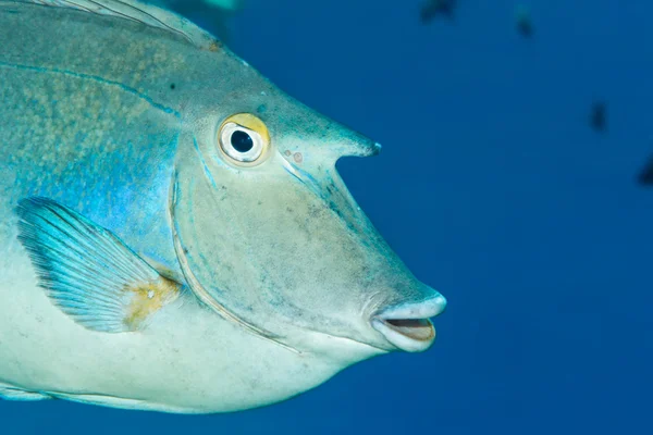 Bluespine unicornfish vista de cerca de 'cuerno' — Foto de Stock
